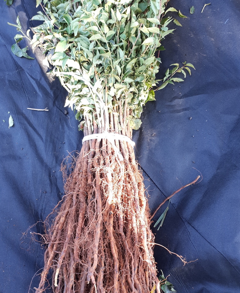 ПОДВОЙ АЛЫЧИ&nbsp;